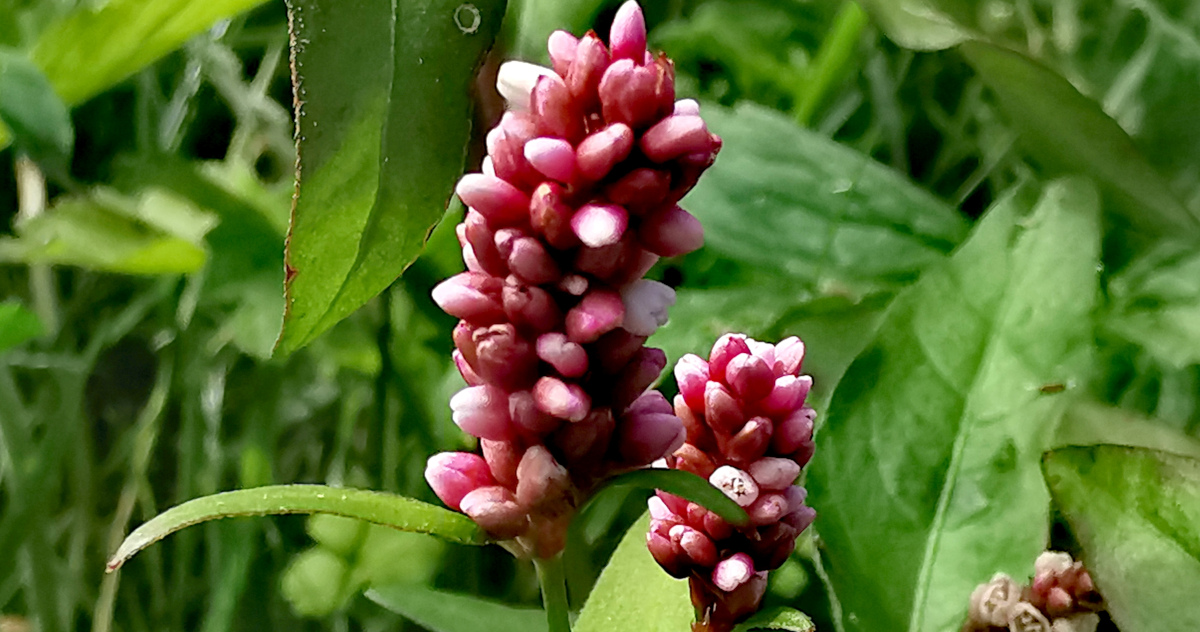  An Ghlúineach Dhearg Persicaria maculosa