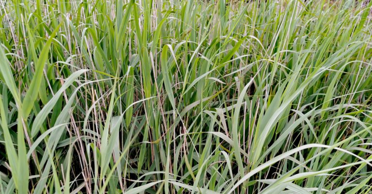  An Ghiolcach Phragmites australis
