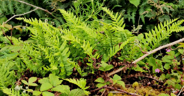  An Scim Chaol Polypodium vulgare