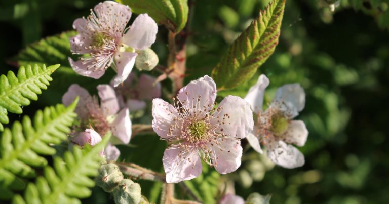  An Dris Rubus fruticosus