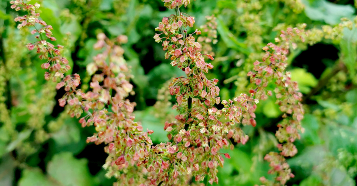  An Chopóg Shráide Rumex obtusifolius