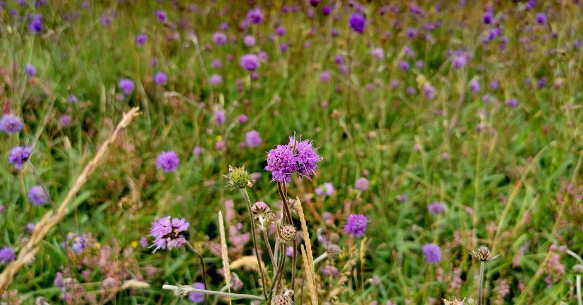  An Odhrach Bhallach Succisa pratensis