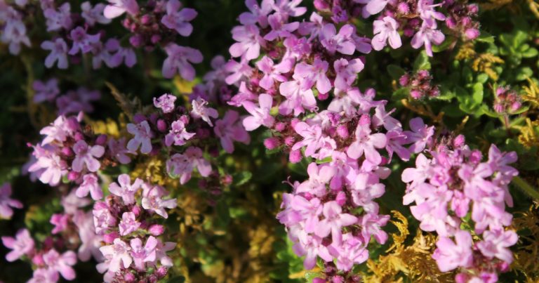  An Tím Chreige Thymus drucei