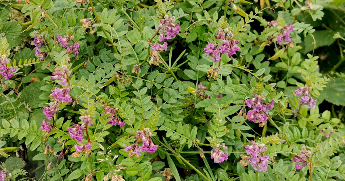  An Pheasair Fhiáin Vicia sepium