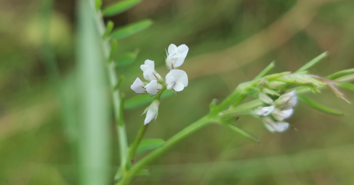  An Pheasair Arbhair Vicia hirsuta