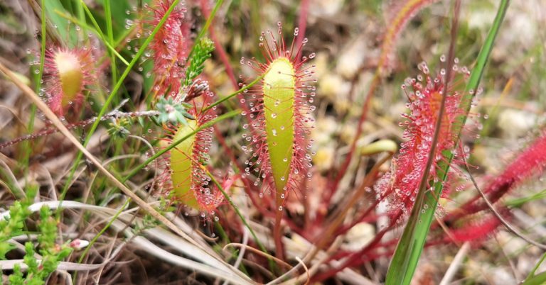 Cailís Mhuire Mhór Drosera anglica