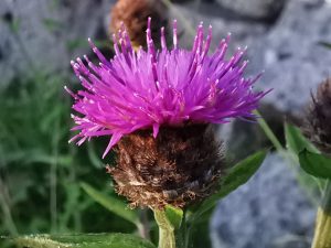 Centaurea nigra