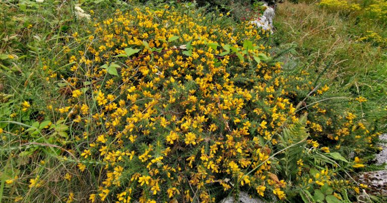  An tAiteann Gaelach Ulex gallii