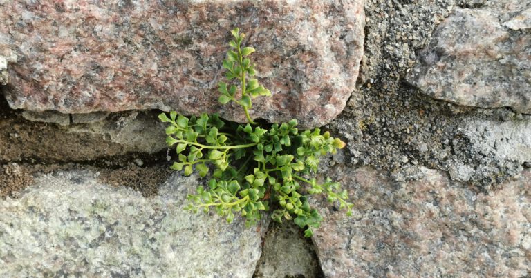  Luibh na Seacht nGábh Asplenium ruta-muraria