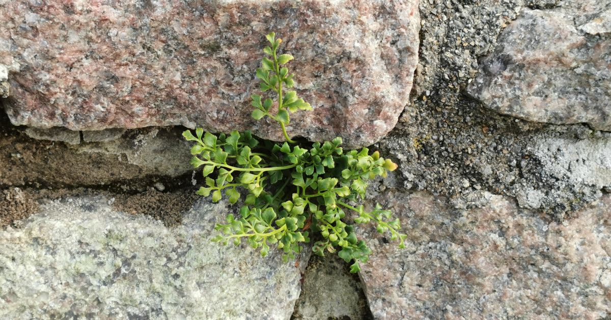  Luibh na Seacht nGábh Asplenium ruta-muraria