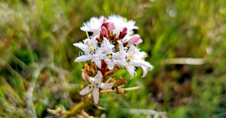  An Bearnán Lachan Menyanthes trifoliata