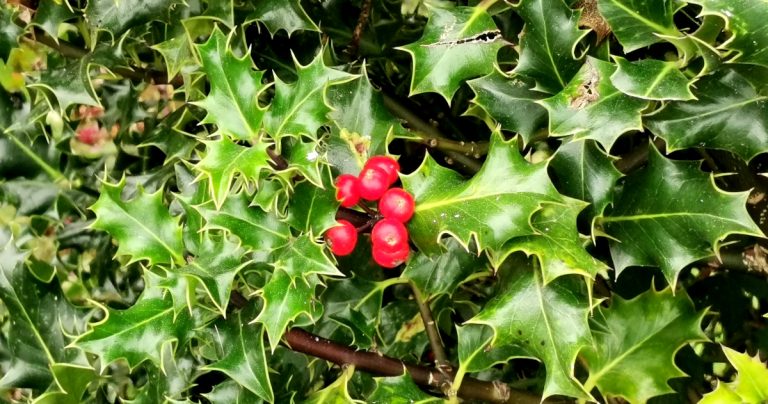  An Cuileann Ilex aquifolium
