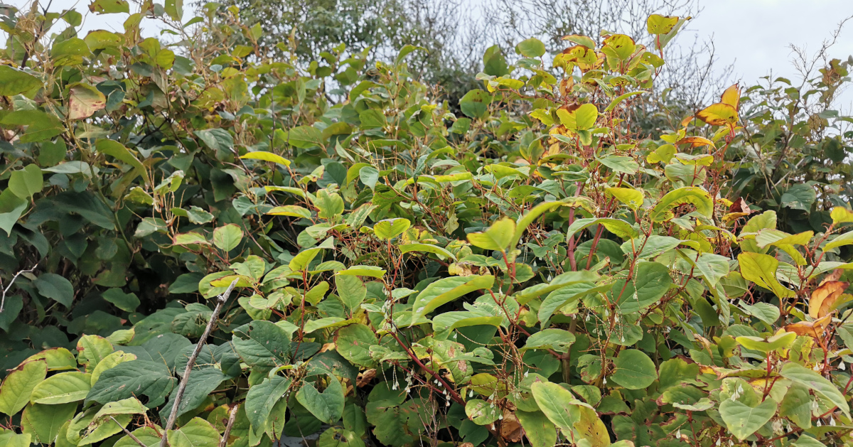  An Ghlúineach Bhiorach Reynoutria japonica