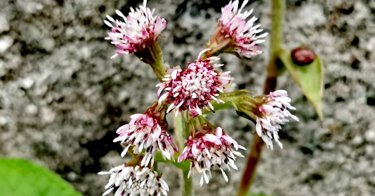  Plúr na Gréine Petasites pyrenaicus