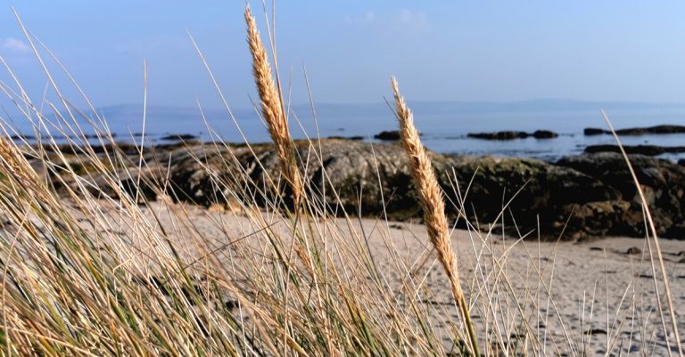  An Mhuiríneach Ammophila arenaria