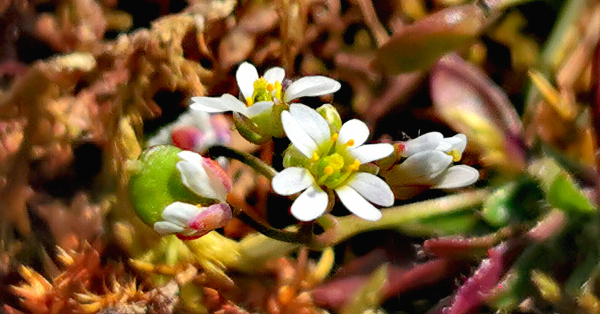  An Bosán Anagair Erophila verna