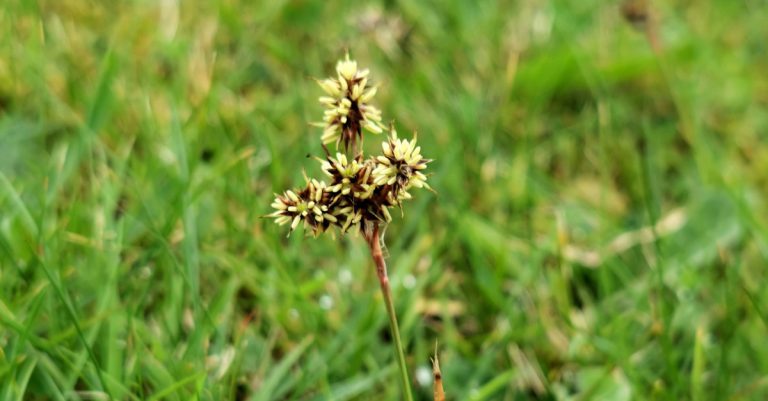  An Giúnach Léana Luzula campestris