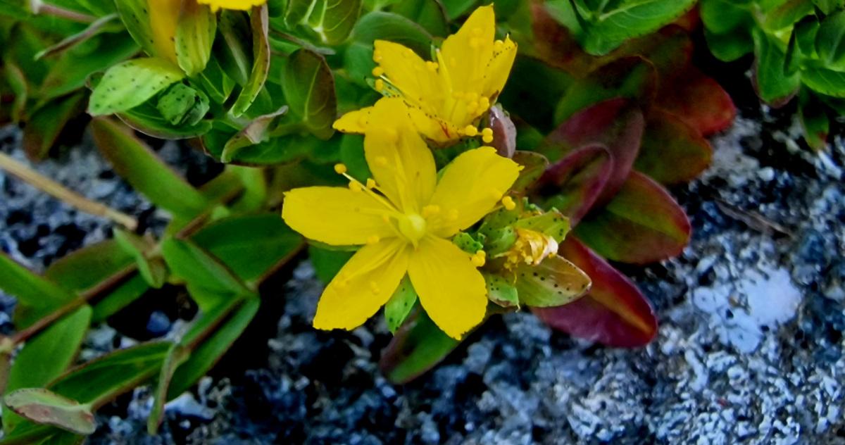  An Beathnua Sraoilleach Hypericum humifusum