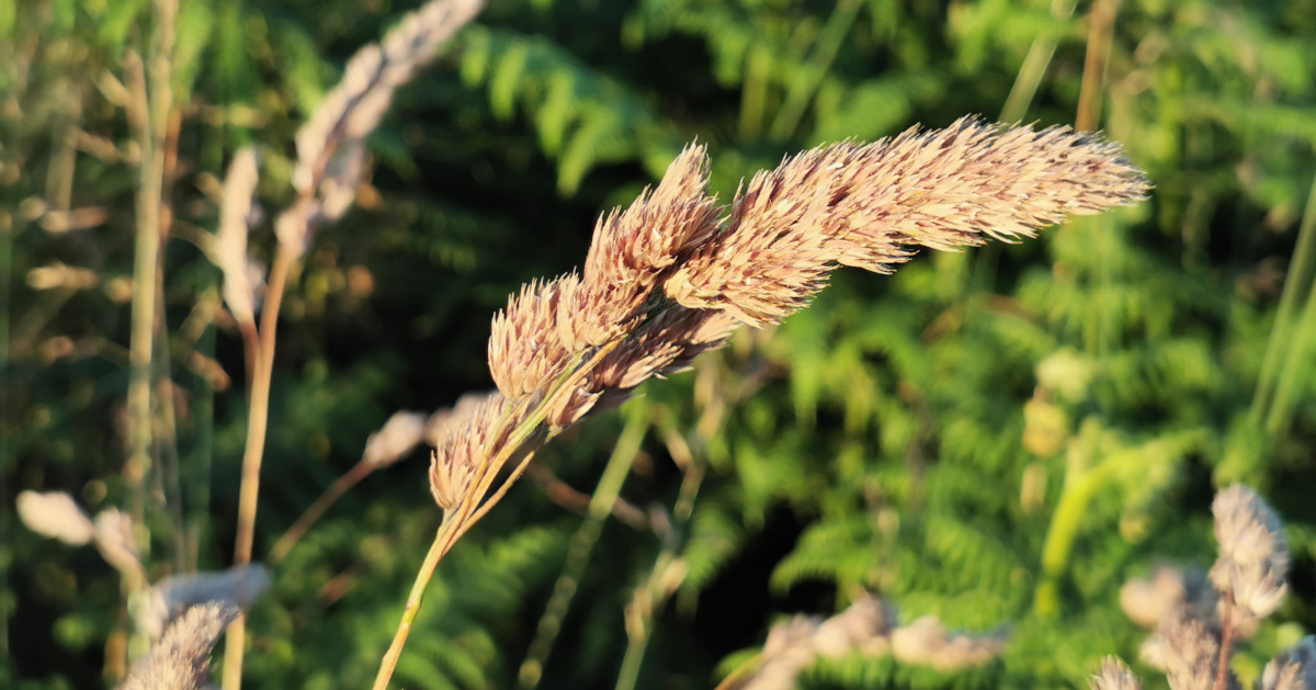  An Garbhfhéar Dactylis glomerata