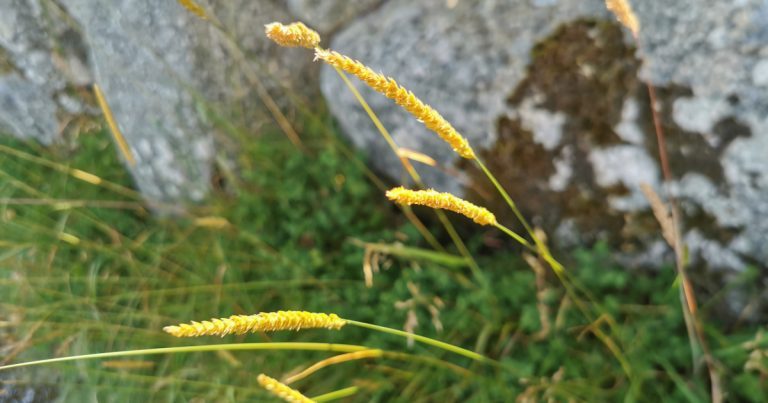  Tráithnín Coinfhéar Cynosurus cristatus