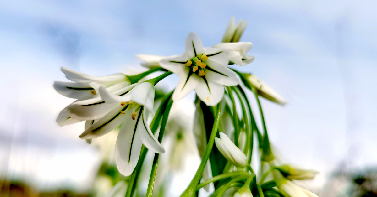  An Glaschreamh Allium triquetrum