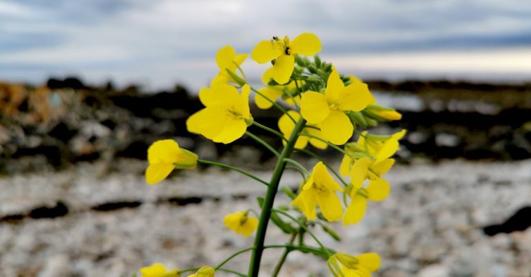  An Ráib Brassica napus