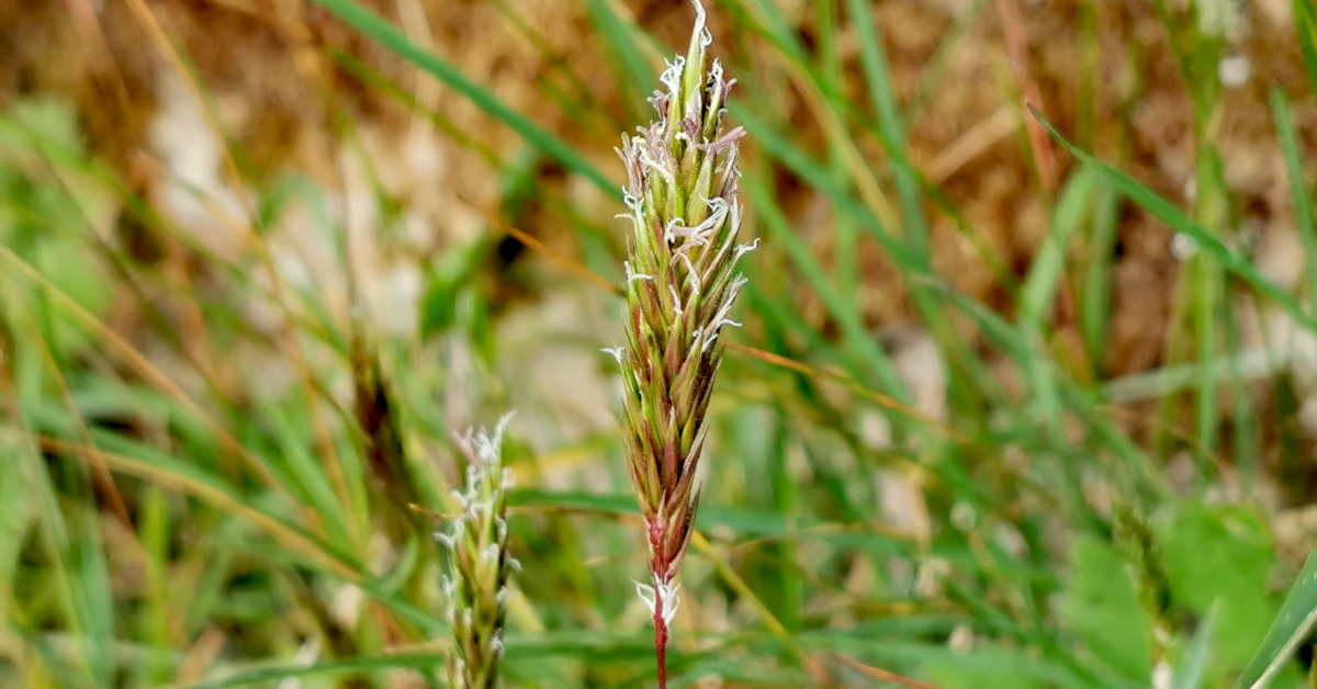  An Féar Cumhra Anthoxanthum odoratum