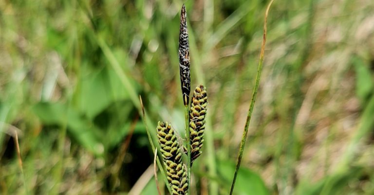  An Chíb Dhubh Carex nigra