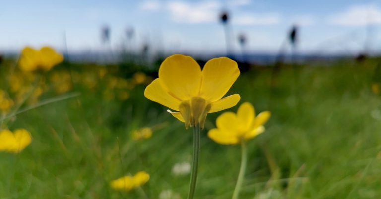  An Tuile Thalún Ranunculus bulbosus