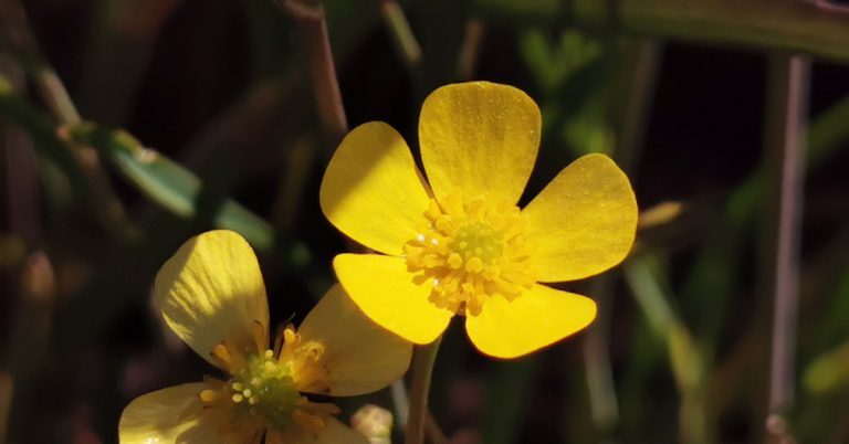  An Ghlasair Léana Bheag Ranunculus flammula