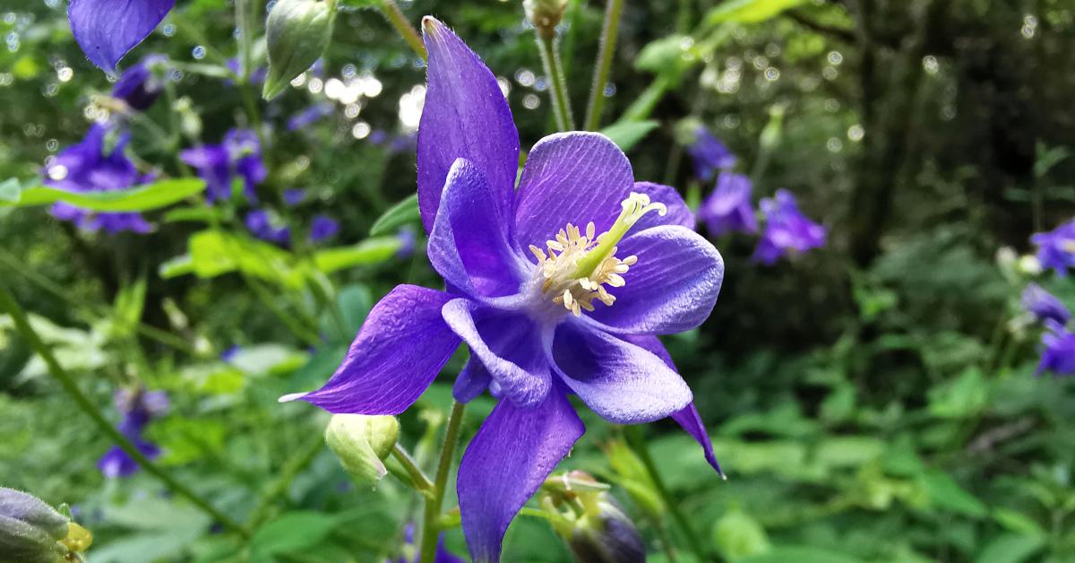  An Colaimbín Aquilegia vulgaris