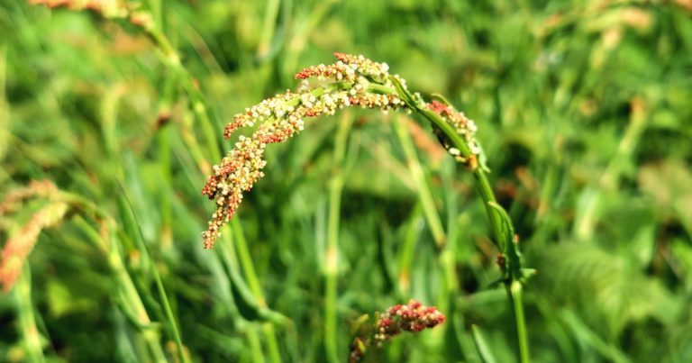  An Samhadh Bó Rumex acetosa