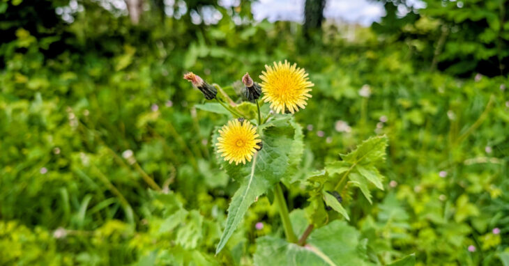 An Bleachtán Mín Sonchus oleraceus