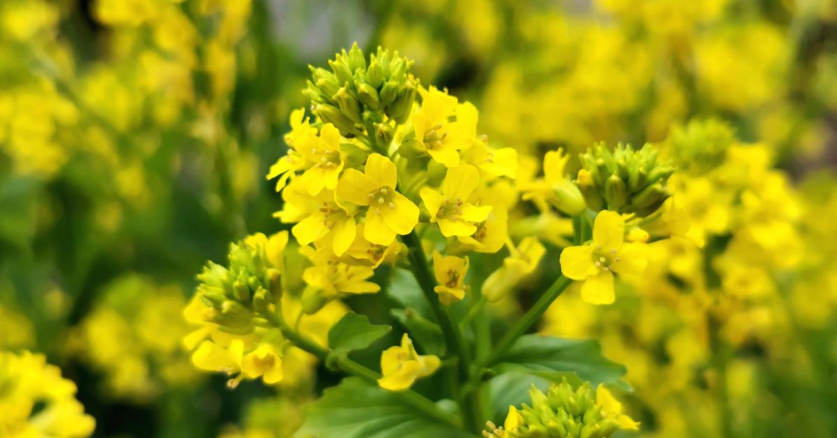  An Treabhach Barbarea vulgaris