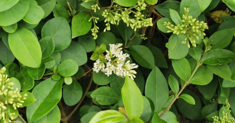  An Pribhéad Calafoirniach Ligustrum ovalifolium