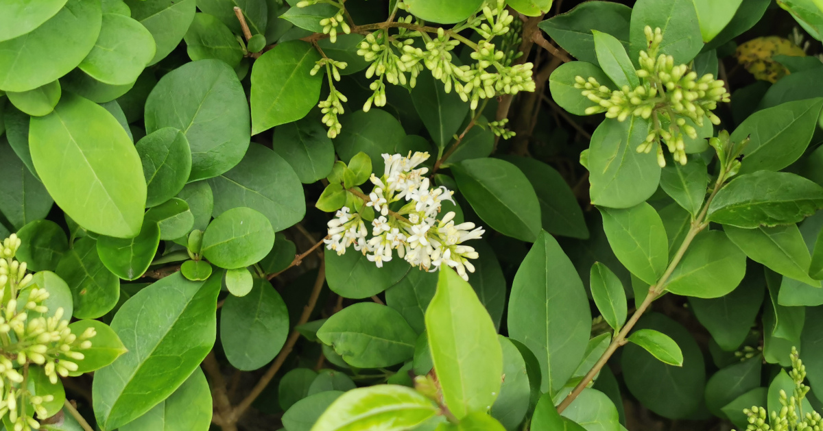  An Pribhéad Calafoirniach Ligustrum ovalifolium