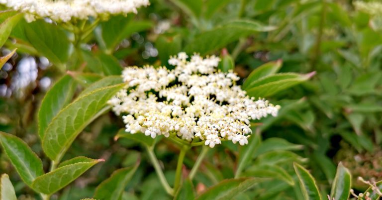  An Trom Sambucus nigra