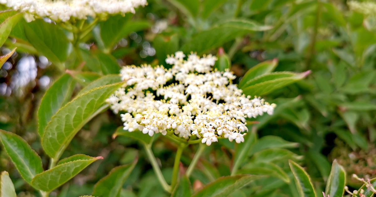  An Trom Sambucus nigra