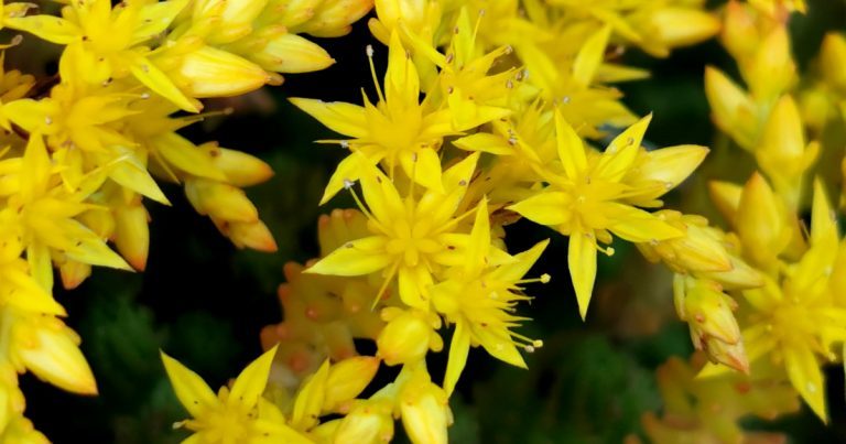  Grafán na gCloch Sedum acre