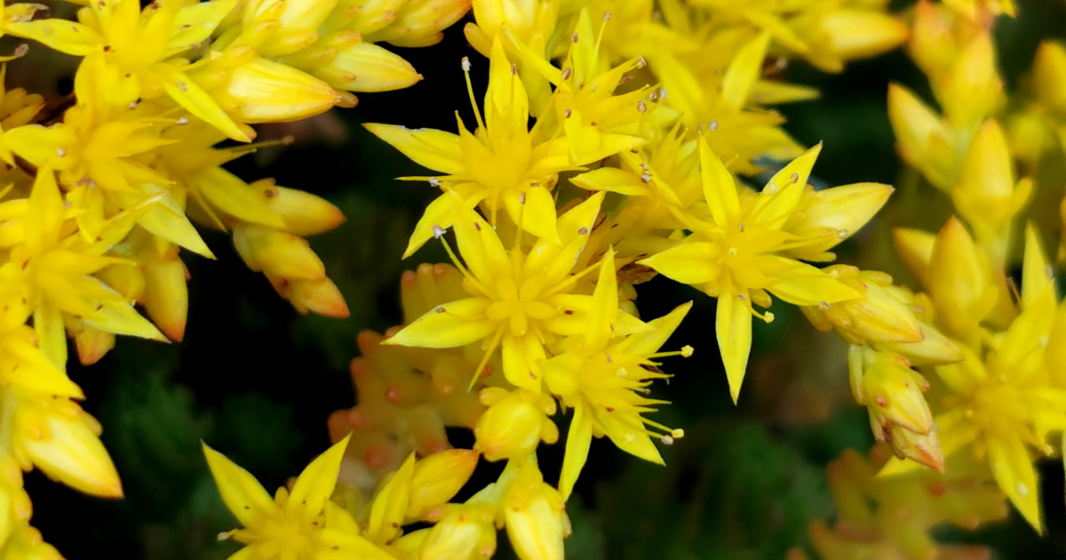  Grafán na gCloch Sedum acre