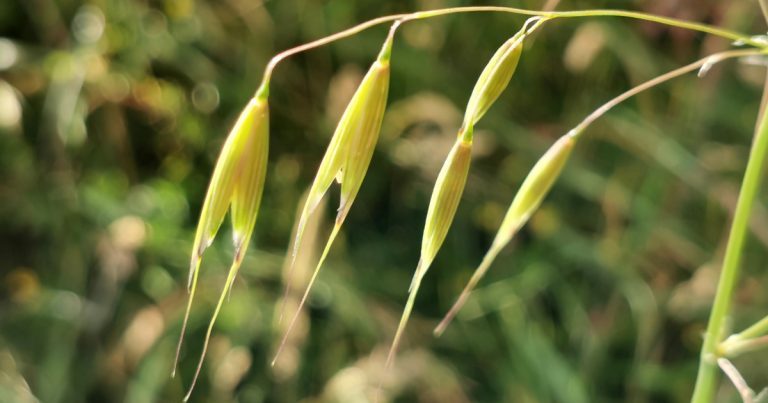  Coirce Fiáin Avena fatua