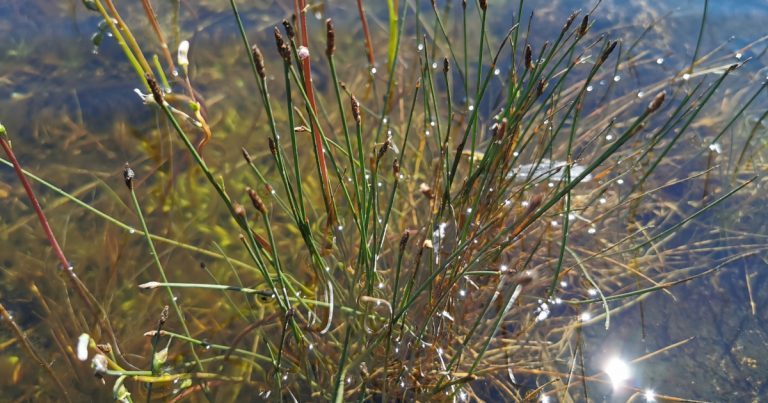  An Chíb Dhéise Eleocharis palustris