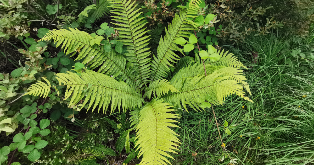  An Raithneach Ghainneach Dryopteris affinis