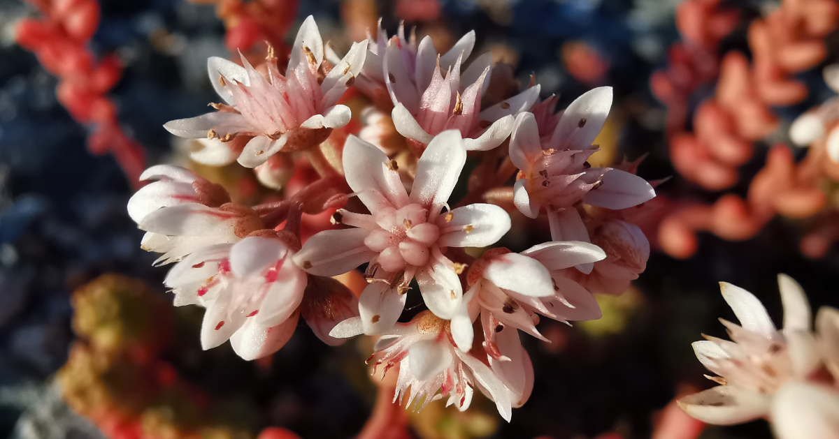  Grafán Bán na gCloch Sedum album