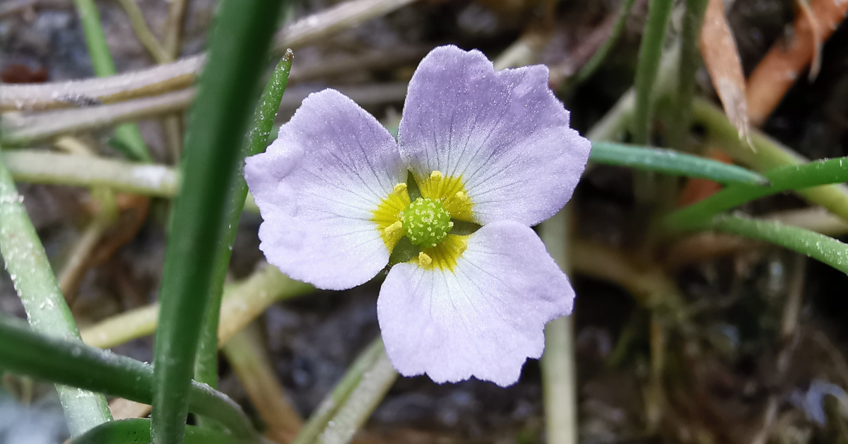  An Chorrchopóg Bheag Baldellia ranunculoides