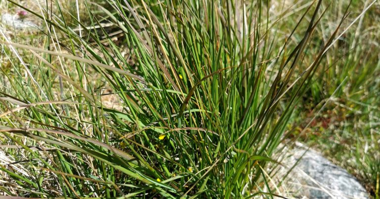  An Fionnán Molinia caerulea