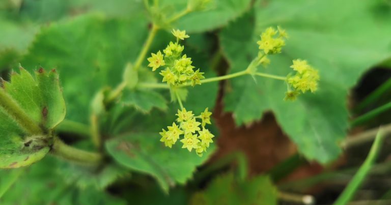  Dearna Mhuire Alchemilla mollis