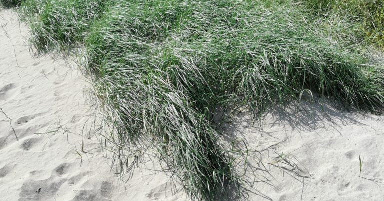  An Broimfhéar Gainimh Elymus junceiformis