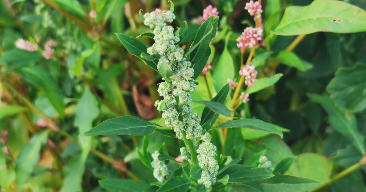 An Blonagán Bán Chenopodium album