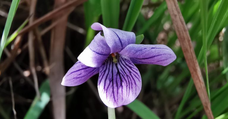  An tSailchuach Chorraigh Viola palustris